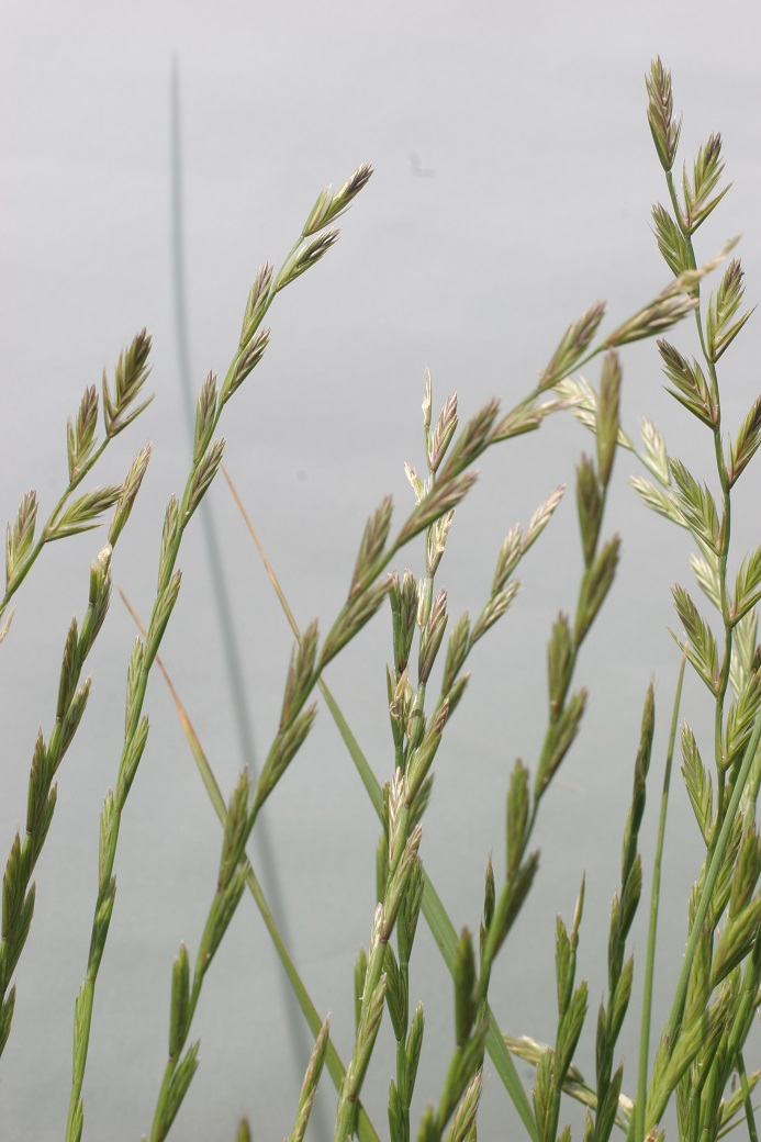 Tall wheatgrass seedhead
