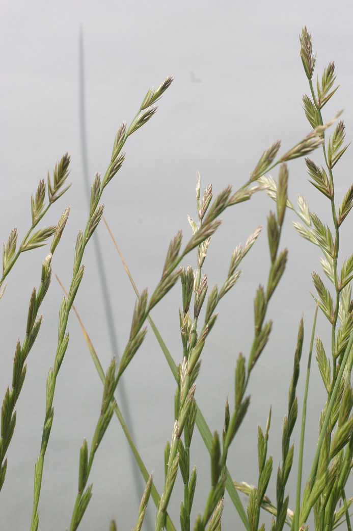 Tall wheatgrass seedhead