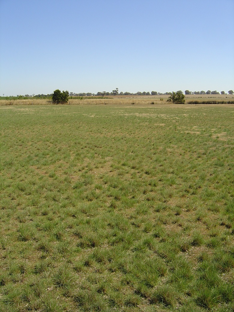 Tall wheat grass pasture