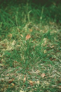 Microlaena stipoides (weeping grass or Microlaena) 