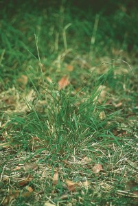 Microlaena stipoides (weeping grass or Microlaena)