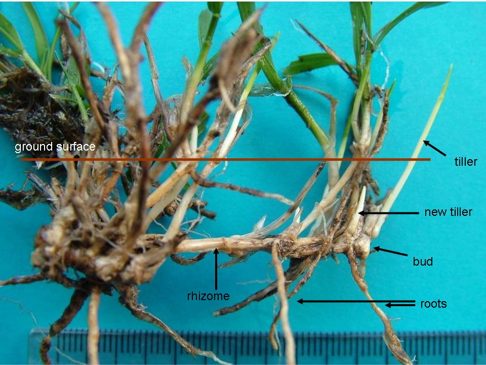 Location of rhizomes, new buds and corm of Microlaena