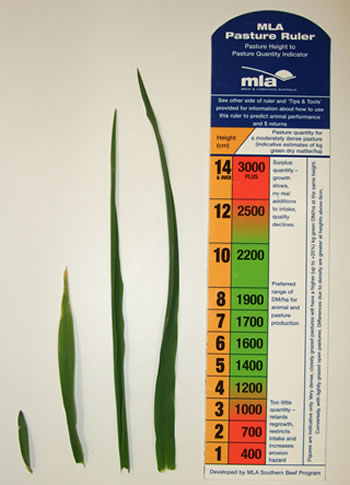 Figure 5: The relative size of the first, second, third and fourth phalaris leaves at the point of the autumn break. Each leaf takes approximately the same time to grow.