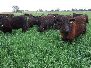 Triticale grazed by cattle and used to clean up a paddock prior to sowing perennials at the Euroa demonstration site, September 2009