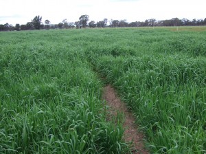 Ryecorn