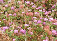 Persian clover