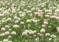 Balansa clover