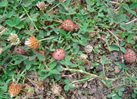 Strawberry clover