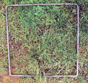 70% ground cover