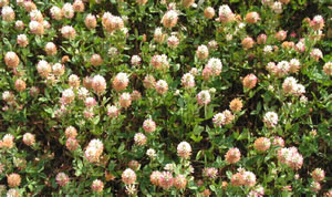 Arrowleaf clover