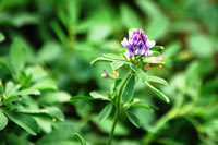 Lucerne Lucerne