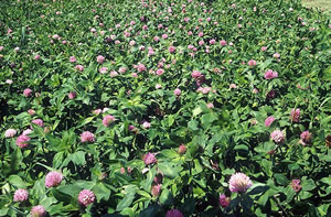 Red Clover Red Clover