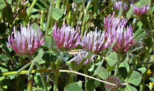 Rose clover Rose clover
