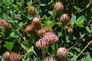 Strawberry Clover Strawberry Clover