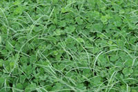 Sub clover Sub clover