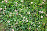 White clover White clover