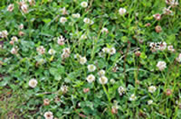 White clover