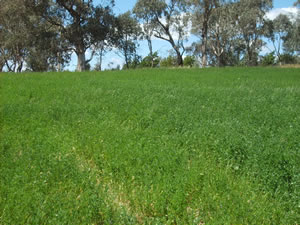 Lucerne and kikuyu are effective for controlling leakage of water below the root zone (recharge).