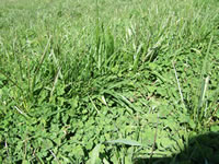 Tall fescue and sub clover Tall fescue and sub clover