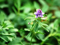 Lucerne Lucerne