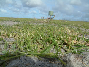 Lucerne and kikuyu are effective for controlling leakage of water below the root zone (recharge) Lucerne and kikuyu are effective for controlling leakage of water below the root zone (recharge).