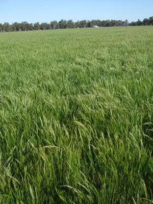 New tall fescue pastures at the Euroa Grazing Demonstration. The photo shows heavy silver grass and barley grass invasion from lack of preparation in the years prior to sowing.