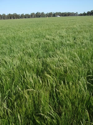 New tall fescue pastures at the Euroa Grazing Demonstration. The photo shows heavy silver grass and barley grass invasion from lack of preparation in the years prior to sowing New tall fescue pastures at the Euroa Grazing Demonstration. The photo shows heavy silver grass and barley grass invasion from lack of preparation in the years prior to sowing.