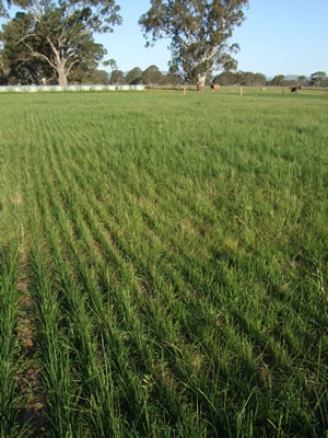 New tall fescue pastures at the Euroa Grazing Demonstration. The photo shows a successful establishment resulting from 3 years of preparation with crops.
