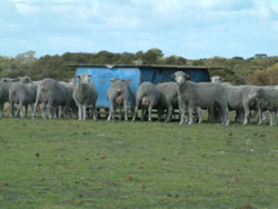 Kikuyu used as a green feedlot at Albany EverGraze Proof Site, Wellstead.