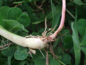 Phalaris dormant bud and summer carbohydrate store