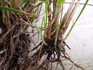 New tillers forming on a tall fescue plant.