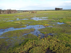 A bare saline area in 2003 before any treatment