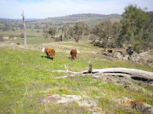 Cattle grazing hills
