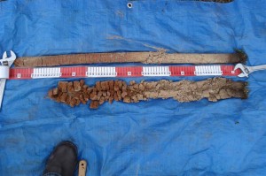 Yellow duplex or Chromosol soil (Hillend Trough)