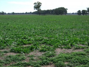 Chicory provided quality feed for early weaned calves at the Euroa demonstration site (April 2010) but is yet to prove its persistence.