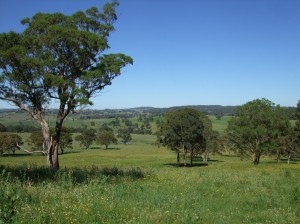 Naturalised pastures on the Northern Tablelands