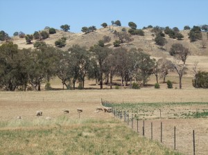 A single mob grazed on a 4-Paddock phalaris/cocksfoot/sub clover rotation and 2 paddock of native pasture.