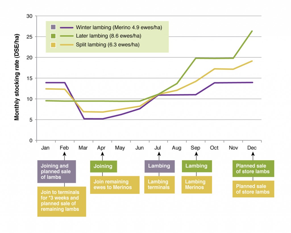 Figure 4. Approximate monthly stocking rates for ewe systems with different lambing times used at the Wagga proof site