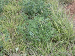 High ground cover in the lucerne-panic mix at Tamworth Proof Site, Spring 2009