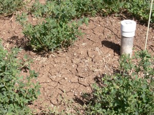 Low ground cover in the straight lucerne pasture at Tamworth Proof Site, Spring 2009.