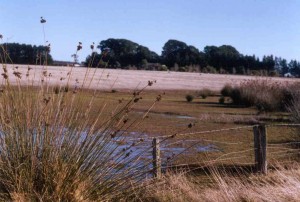 Spiny rush replaces salt-sensitive species such as clover in saline soils.