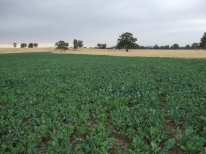 Brassicas can be a good option for providing quality green feed in summer while cleaning up a paddock in preparation for sowing new pastures (Euroa, December 3 2009)