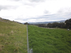 Phalaris based pasture