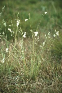 Wallaby grass (Rytidosperma spp., formally called Austrodanthonia spp.)