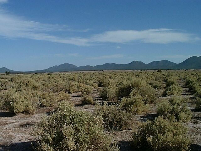 Mature and dense saltbush north of the Stirling Ranges, southern WA