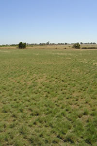 Tall wheat grass pasture