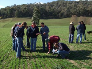 Establishing new pastures at Tallangatta Valley