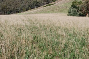 Tall fescue sown in a mix with cocksfoot was difficult to manage in spring at Tallangatta Valley Supporting Site when the tall fescue ran to seed much earlier than the cocksfoot.