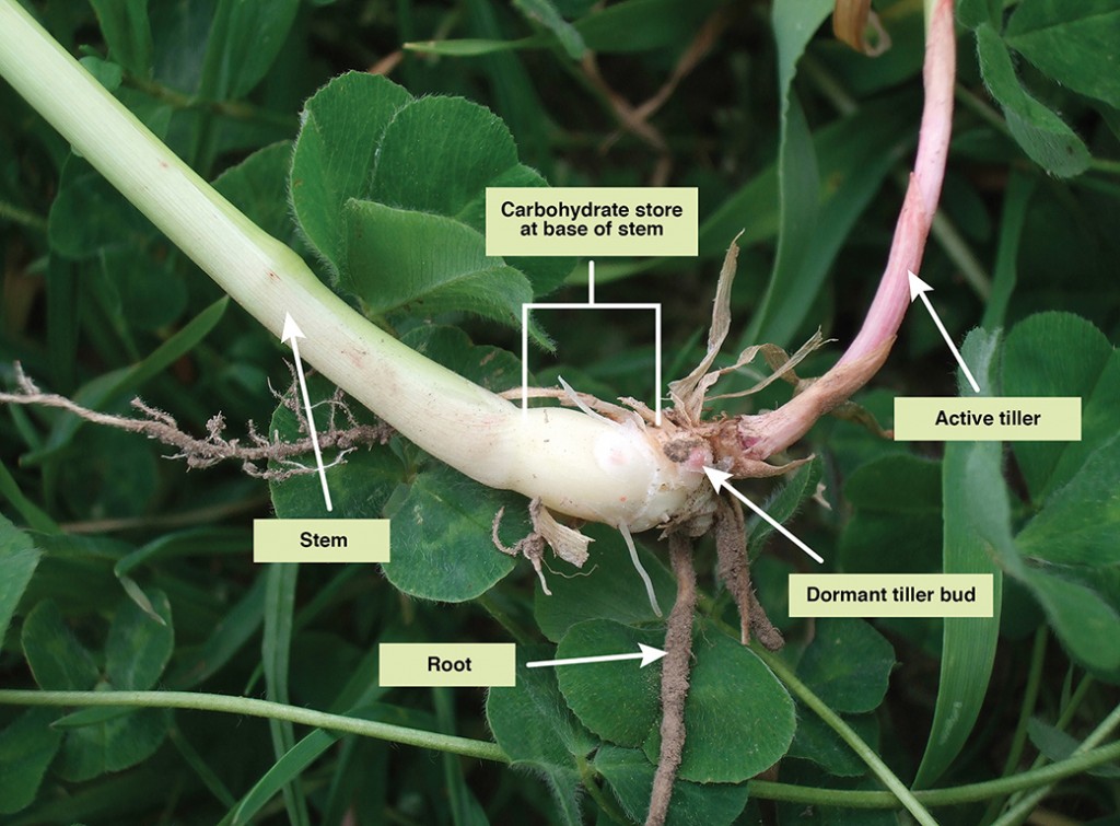 When phalaris is allowed to progress to stem elongation at the end of spring, it forms dormant tiller buds and a store of moisture and carbohydrates at the base of the stem. This keeps it alive through the hot dry summer and is especially important in new stands which have shorter roots than mature plants.