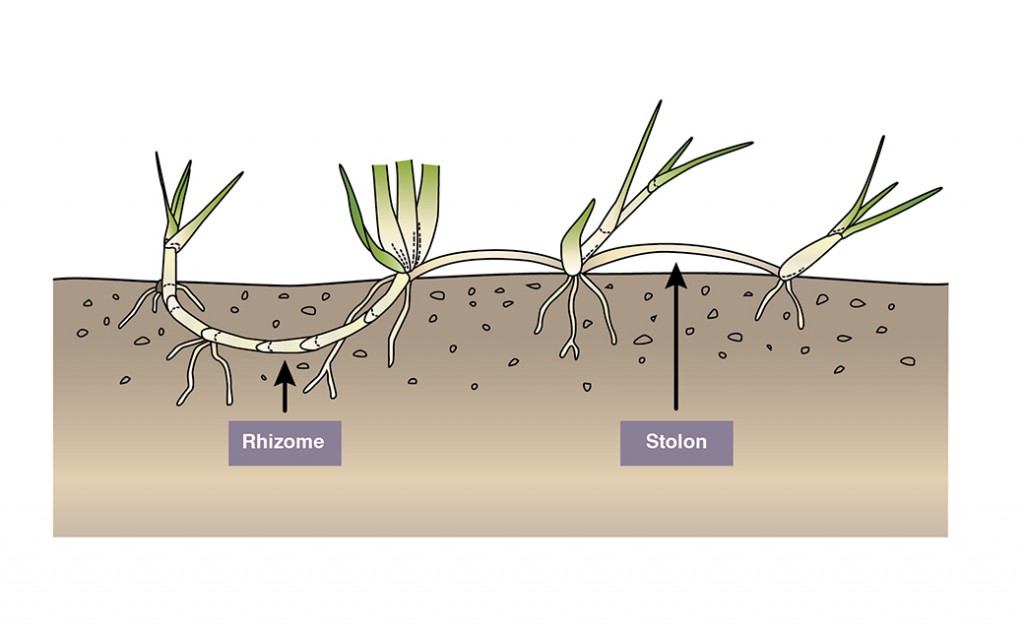 The difference between rhizomes and stolons